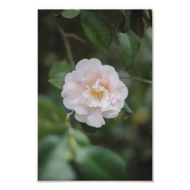 Foto Flor de camellia blanca (Frente)