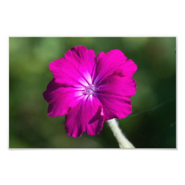 Foto flor de campión Rosa (Frente)