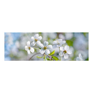 Foto Flor de cerezo blanco