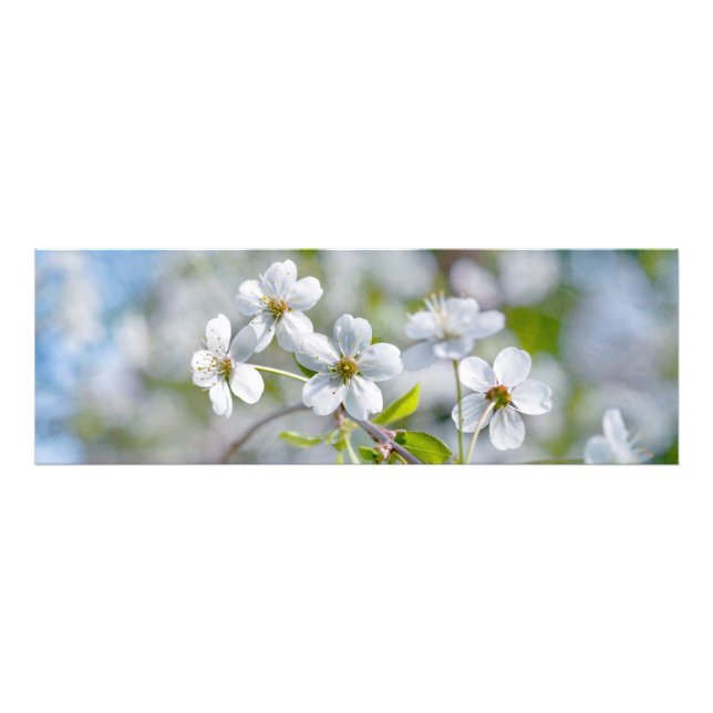 Foto Flor de cerezo blanco (Frente)