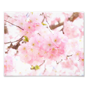 Foto Flor de cerezo rosada de Sakura del árbol