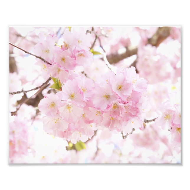 Foto Flor de cerezo Sakura de árbol rosa (Frente)