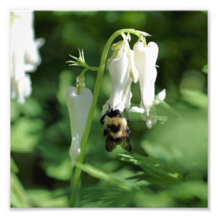 Foto Flor De Columba Blanca Y Bebé De Burbuja 8x8