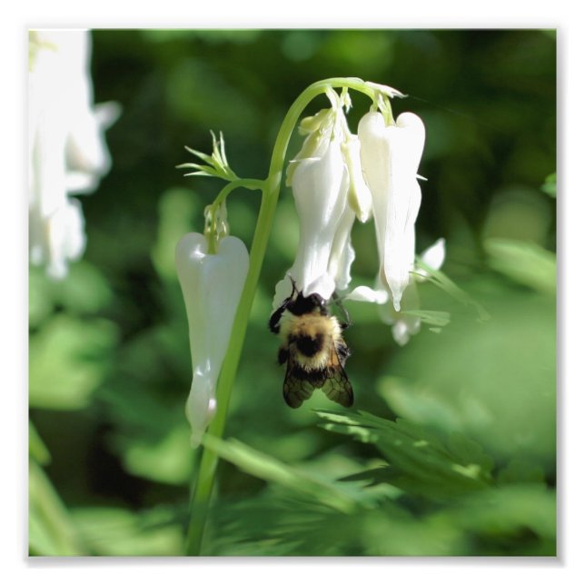 Foto Flor De Columba Blanca Y Bebé De Burbuja 8x8 (Frente)