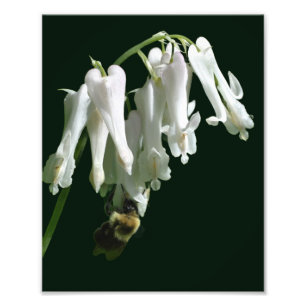 Foto Flor De Columbina Blanca Y Bebé Bumble 8x10