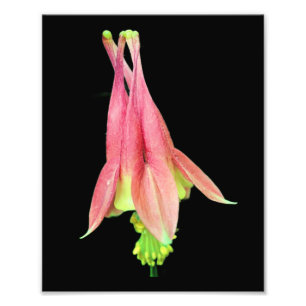 Foto Flor de Columbina Delicada 8x10