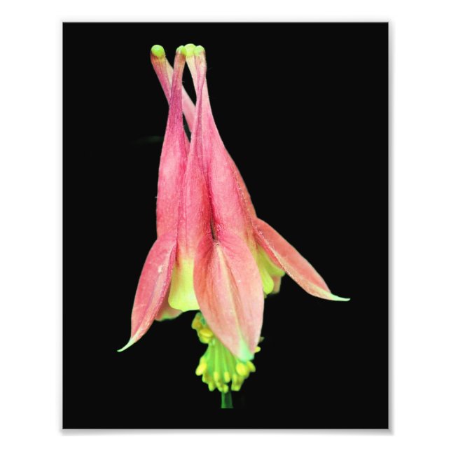 Foto Flor de Columbina Delicada 8x10 (Frente)