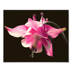 Foto Flor De Columbina Rosada Cerrar 8X10