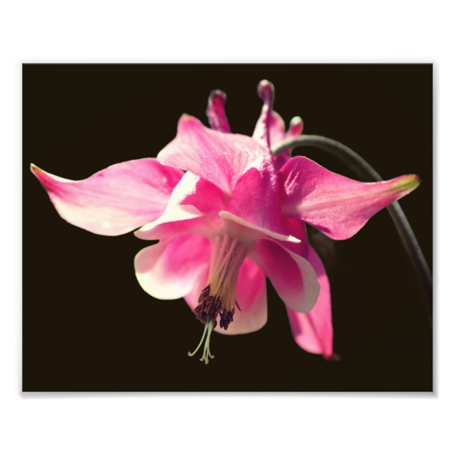 Foto Flor De Columbina Rosada Cerrar 8X10 (Frente)