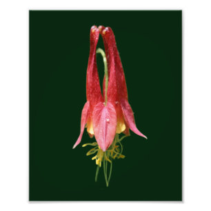 Foto Flor de Columbina Vivid Red Wild 8x10