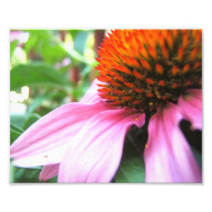 Foto Flor De Conflor Morado De Macro Echinacea Floral D