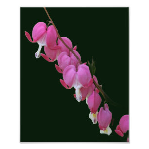 Foto Flor de Corazones Sangrantes Rosados 8x10