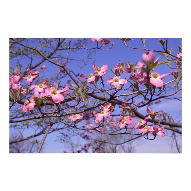Foto Flor de cornejo rosa de 36"x24" (Frente)