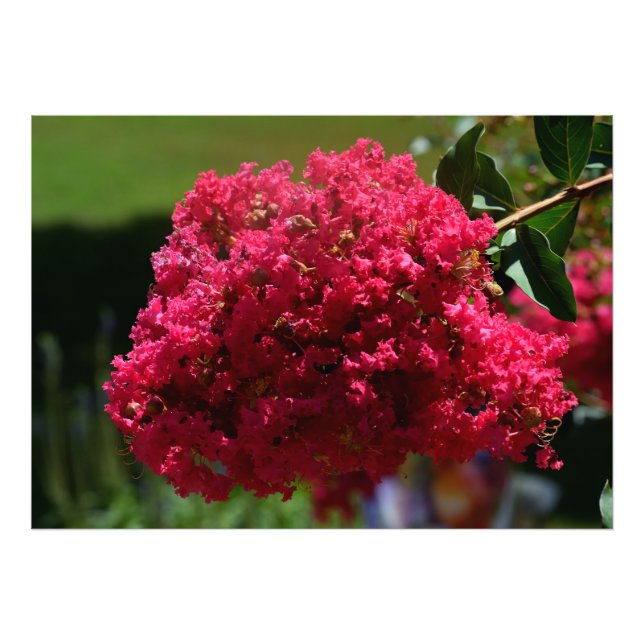 Foto Flor de Crepe Myrtle (Frente)