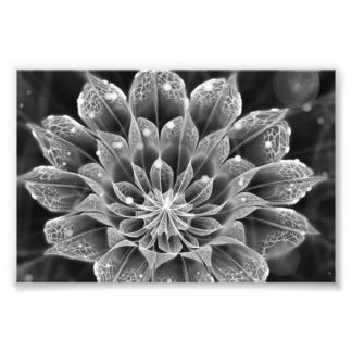 Foto Flor de Dahlia fractal BnW vía microscopio electró