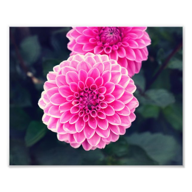 Foto Flor de Dahlia 'Silvia rosa' (Frente)