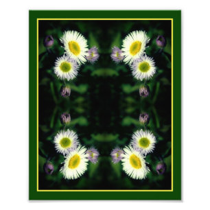 Foto Flor de Daisy Fleabane salvaje Resumen 8x10