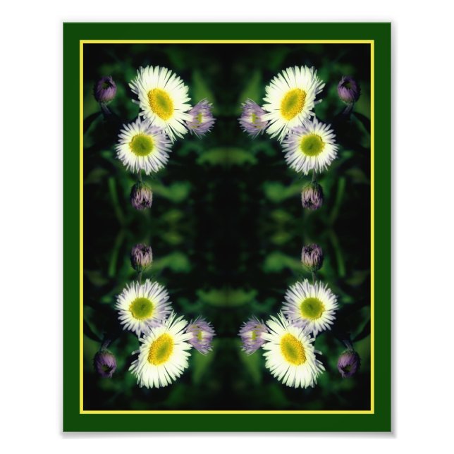 Foto Flor de Daisy Fleabane salvaje Resumen 8x10 (Frente)