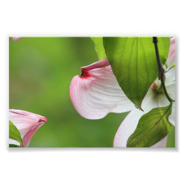 Foto Flor de dogwood (Frente)