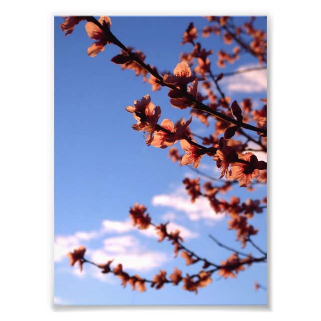 Foto Flor de flores de primavera (Frente)