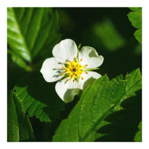 Foto Flor de fresa silvestre