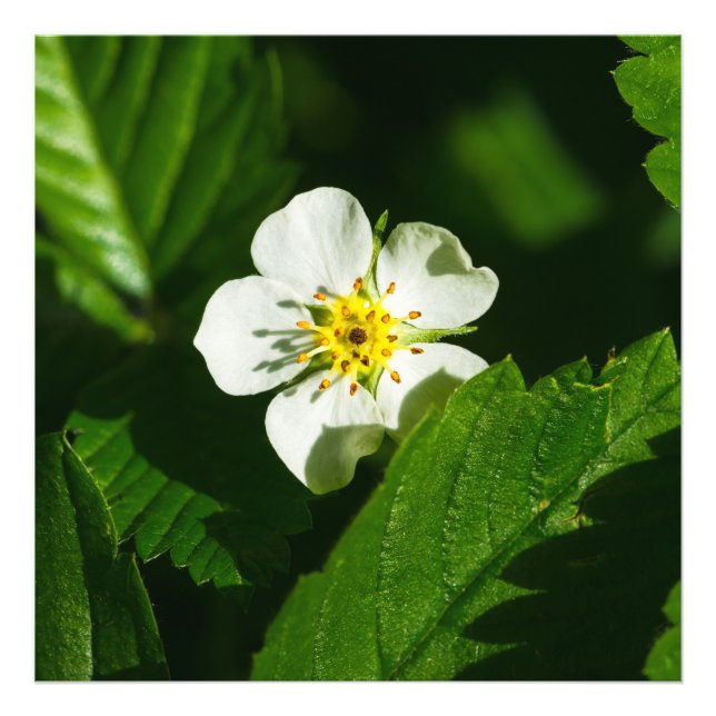 Foto Flor de fresa silvestre (Frente)