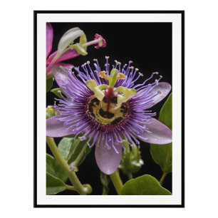 Foto Flor de frutas púrpura de pasión,