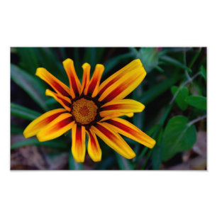 Foto Flor de Gazania