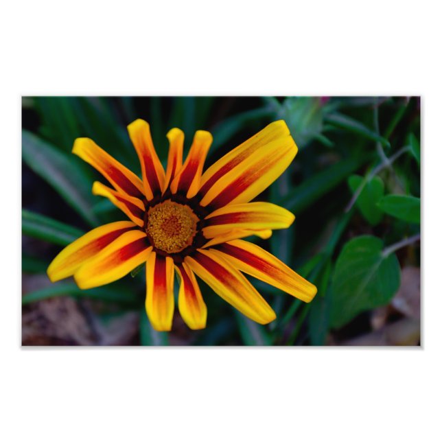 Foto Flor de Gazania (Frente)