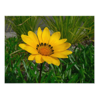 Foto Flor de Gazania Amarilla