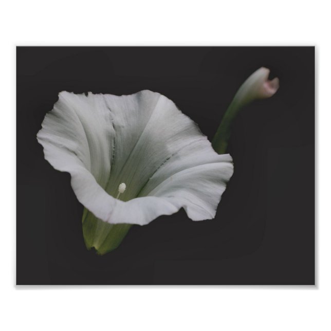 Foto Flor de gloria blanca mañana se acerca 8x10 (Frente)