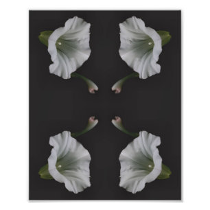 Foto Flor de gloria blanca se acerca Resumen 8x10