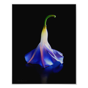 Foto Flor de gloria matutina 2