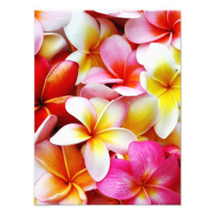 Foto Flor de Hawaii del Frangipani del Plumeria