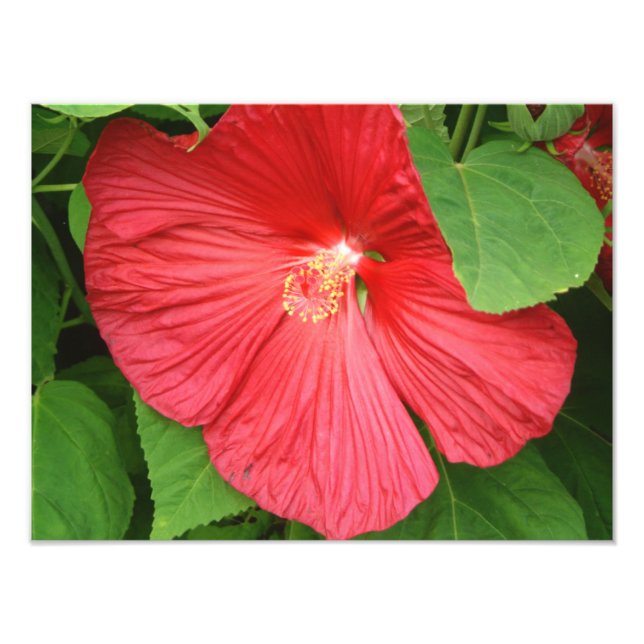 Foto Flor de Hibiscus brillante flor magenta (Frente)
