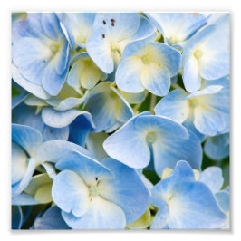 Foto Flor de hidrangea azul y blanca