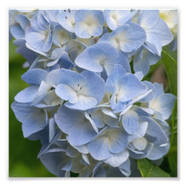 Foto Flor de hidrangea azul y blanca