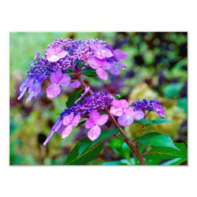 Foto Flor de hidrangea morada y grita (Frente)