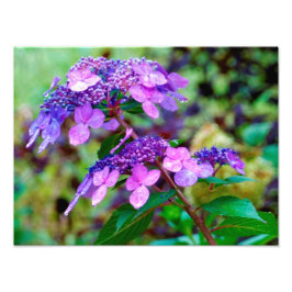 Foto Flor de Hortensia Morada Twist and Shout