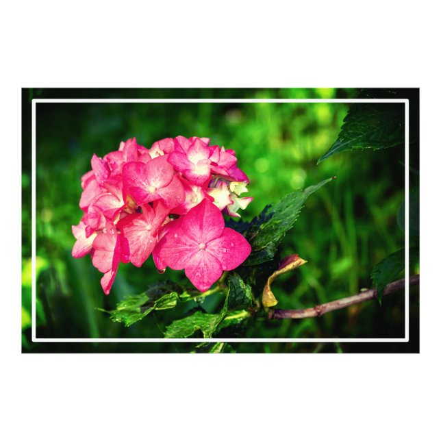 Foto Flor de Hydrangea rosa natural 34694 (Frente)