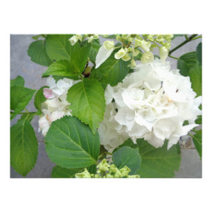 Foto Flor de Hydrangea Vegetales Vegetales