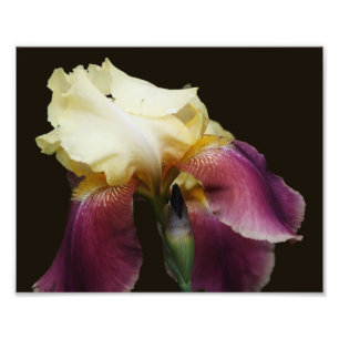 Foto Flor de iris con barba amarilla 8x10