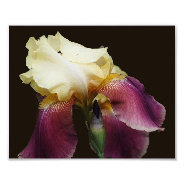 Foto Flor de iris con barba amarilla 8x10 (Frente)
