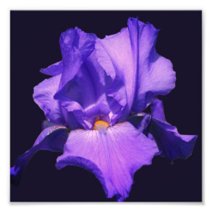 Foto Flor de iris morada 8x8
