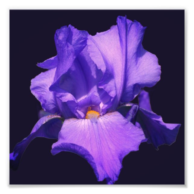 Foto Flor de iris morada 8x8 (Frente)