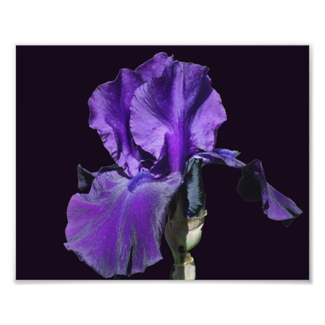 Foto Flor de iris violeta morado Art 8x10 (Frente)