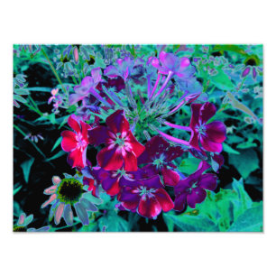 Foto Flor de jardín dramática roja, púrpura y rosa