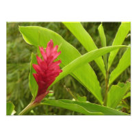 Flor de jengibre rojo (Alpinia) Tropical