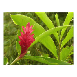Foto Flor de jengibre rojo (Alpinia) Tropical