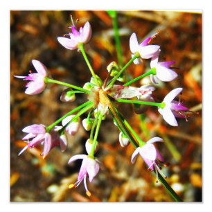 Foto Flor de la cebolla salvaje
